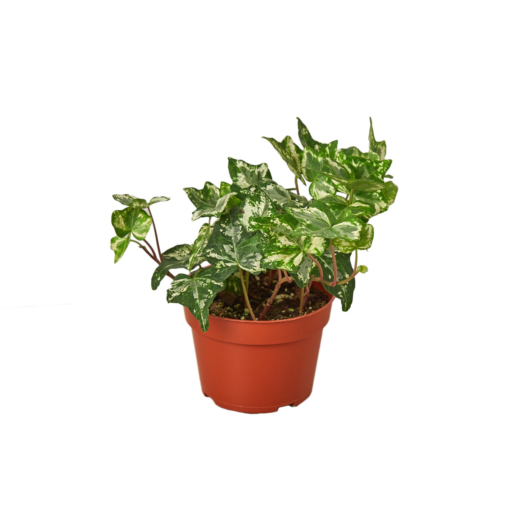 English Ivy 'Kolibre' potted plant