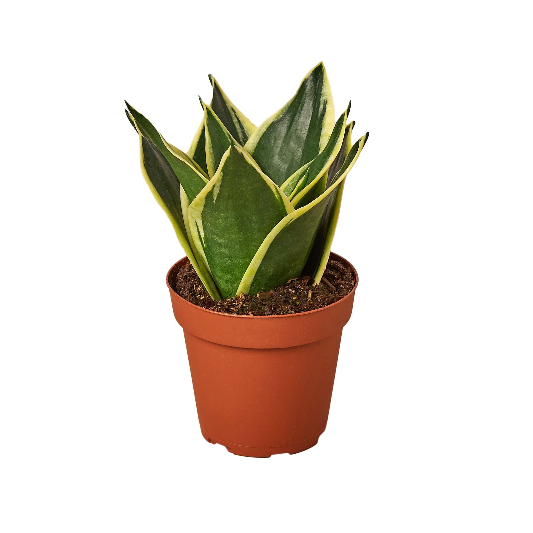 Snake Plant Black Gold potted plant