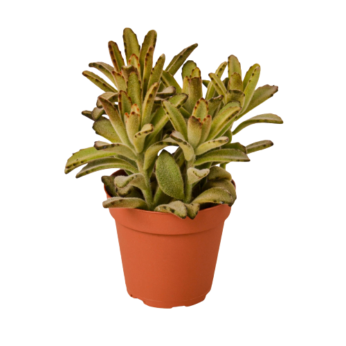Kalanchoe Tomentosa 'Chocolate Soldier' Succulent 4" potted plant
