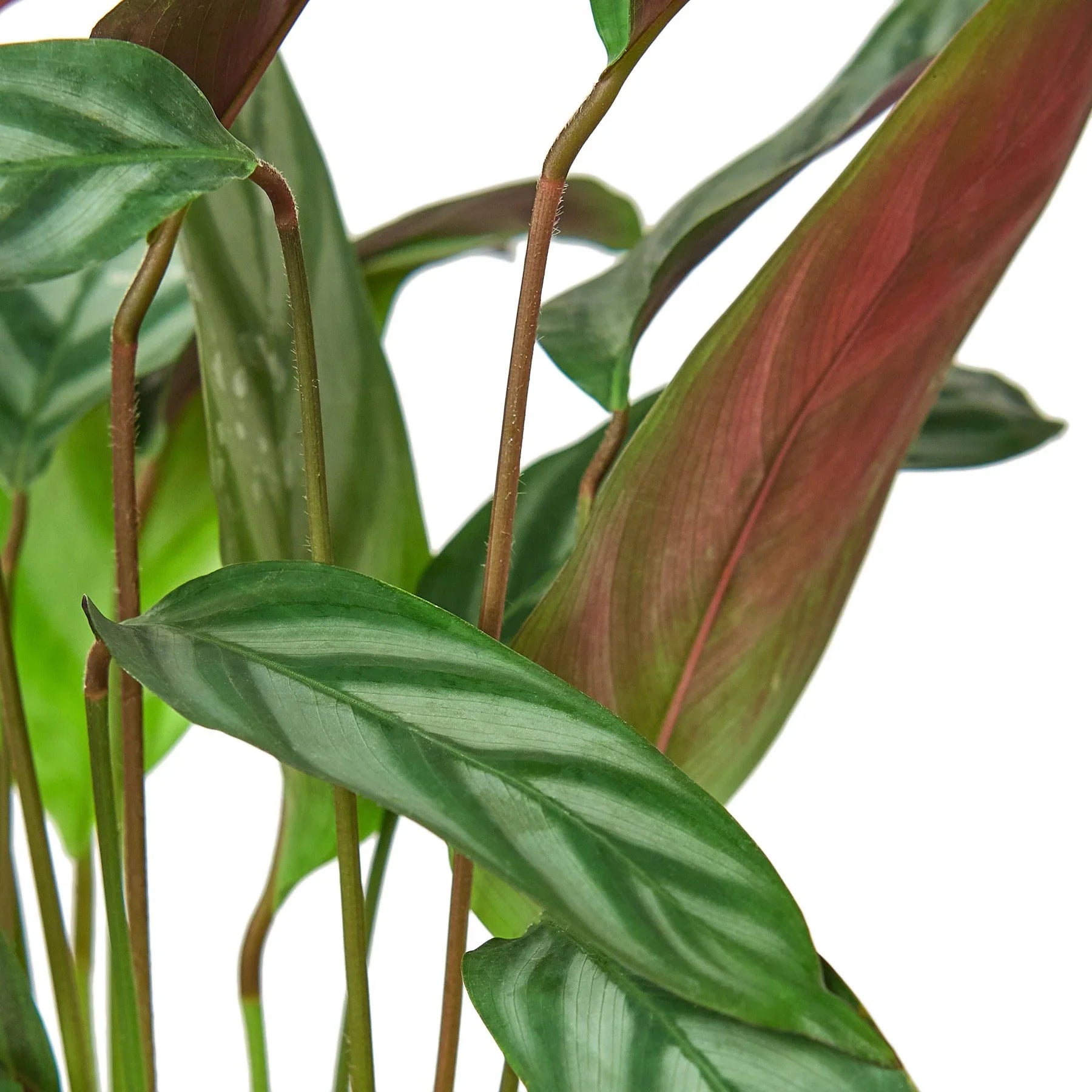 Calathea 'Grey Star' 6" potted plant