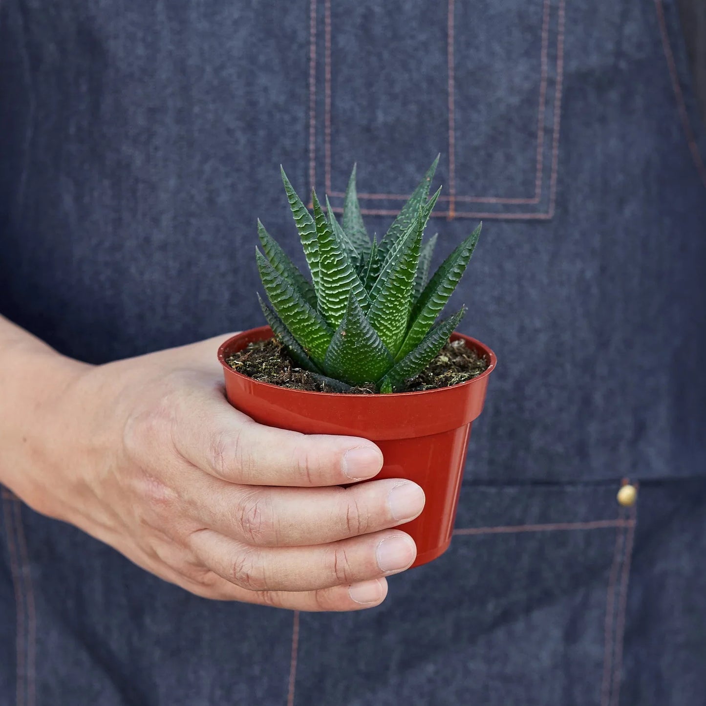 Fairy Washboard Haworthia 4" potted plant