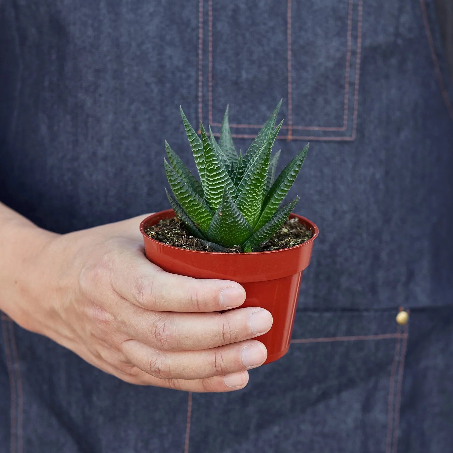 Fairy Washboard Haworthia 4" potted plant