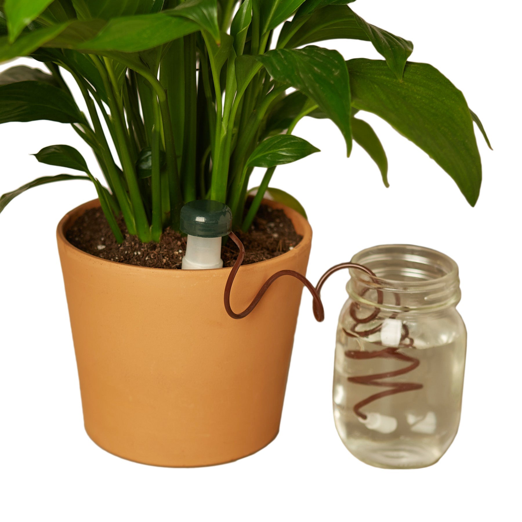 Automatic Plant Waterers potted plant