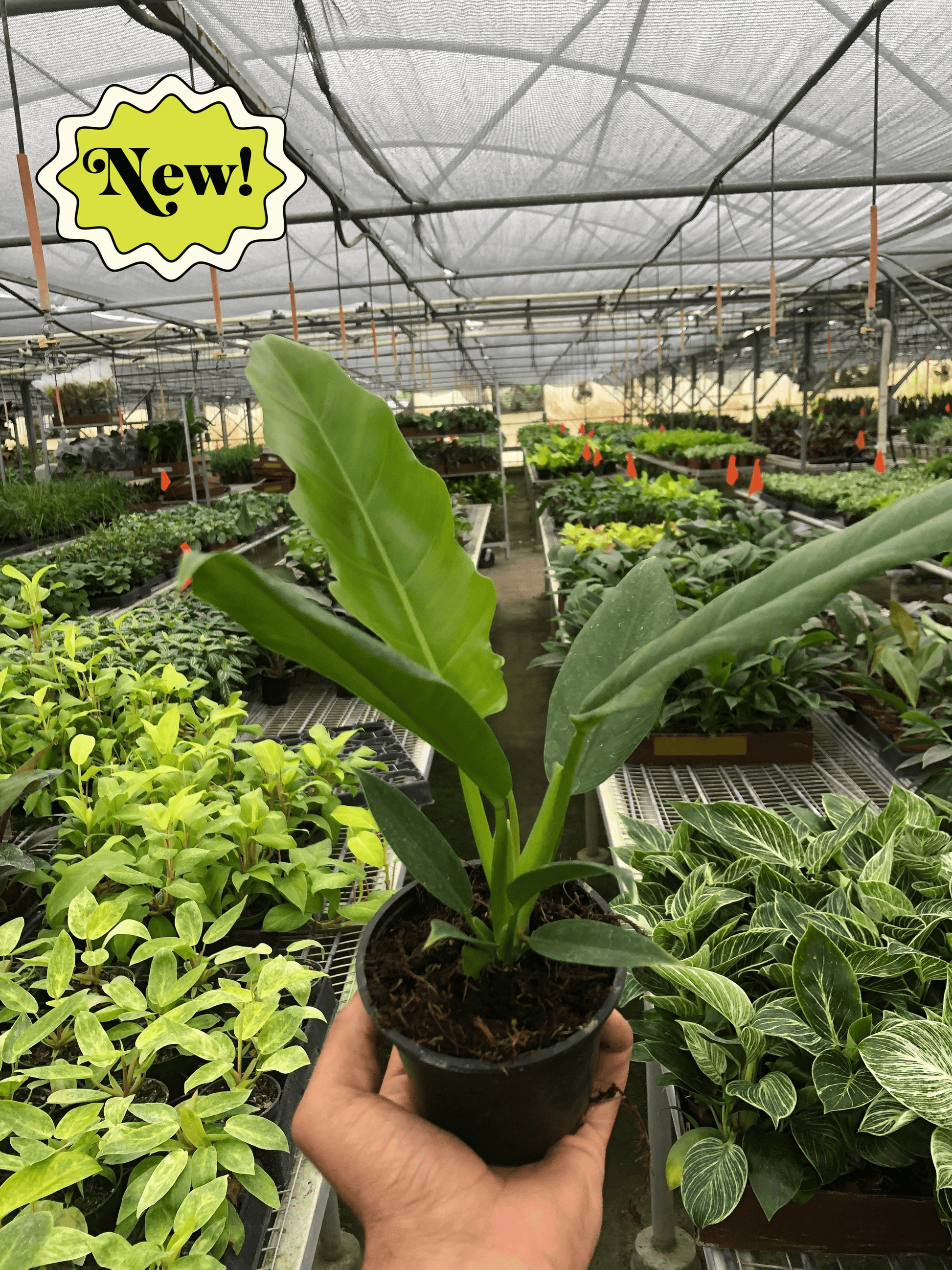 Philodendron 'Narrow Escape' potted plant