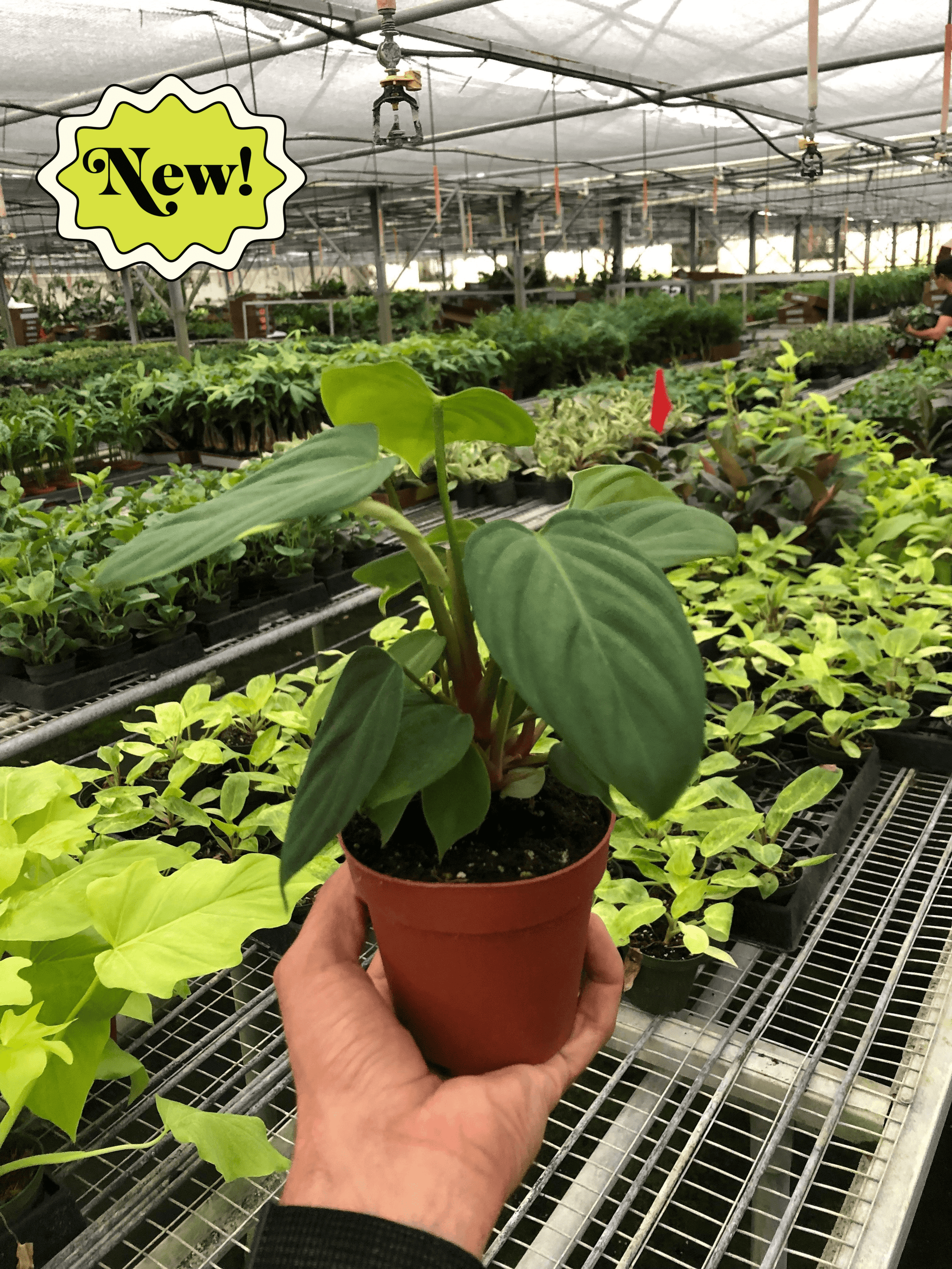 Philodendron 'Fuzzy Petiole' potted plant