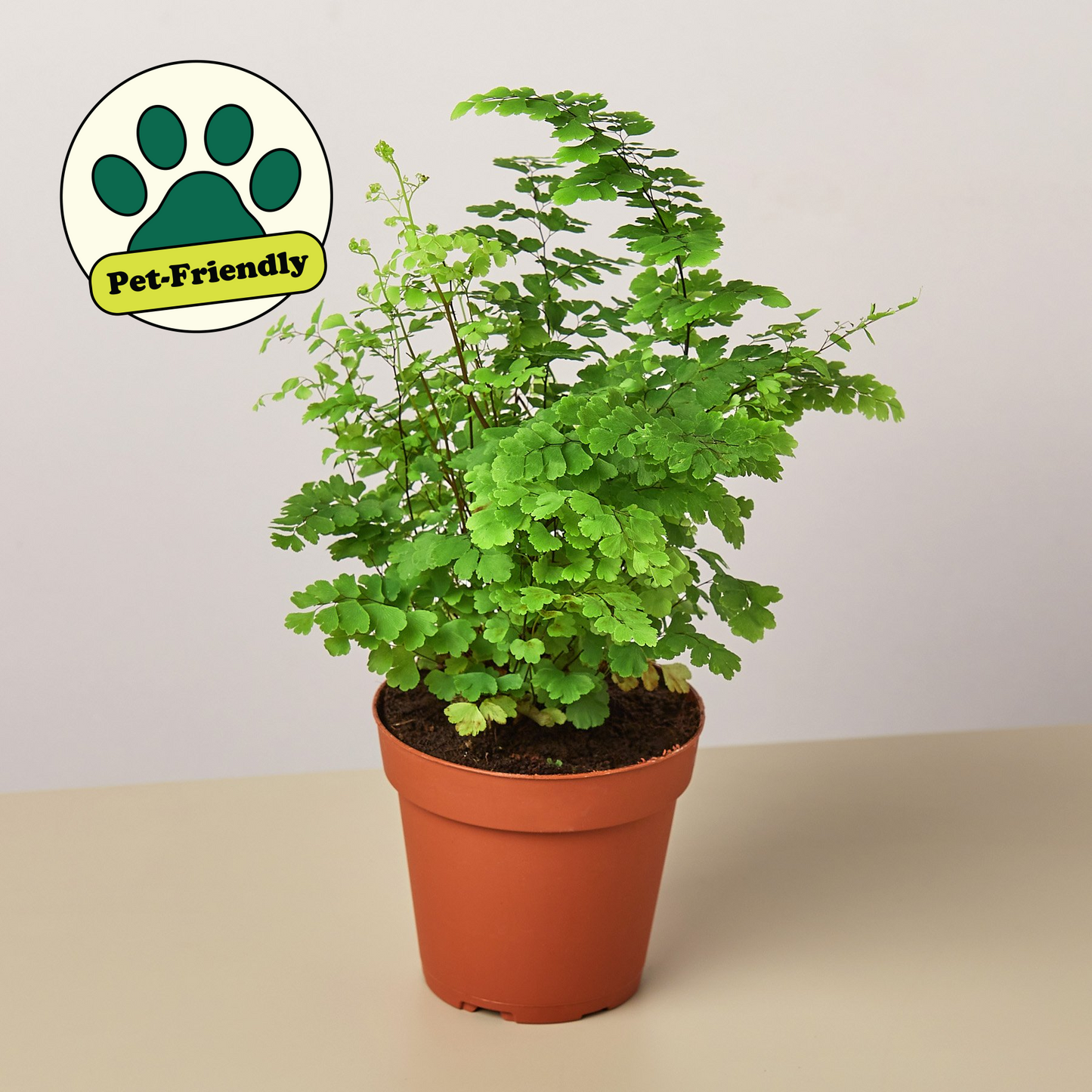 Maidenhair Fern potted plant