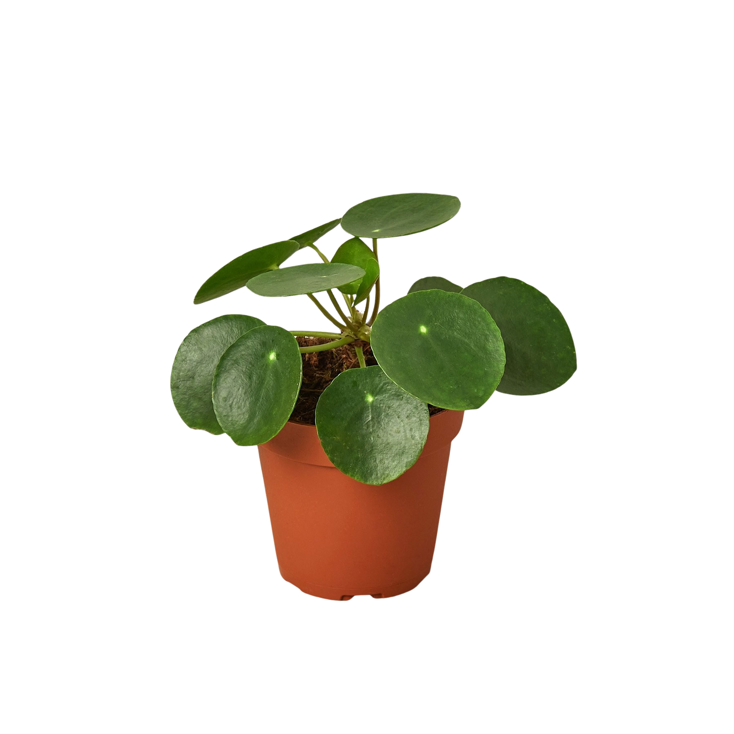 Pilea Peperomioides 'Chinese Money' potted plant