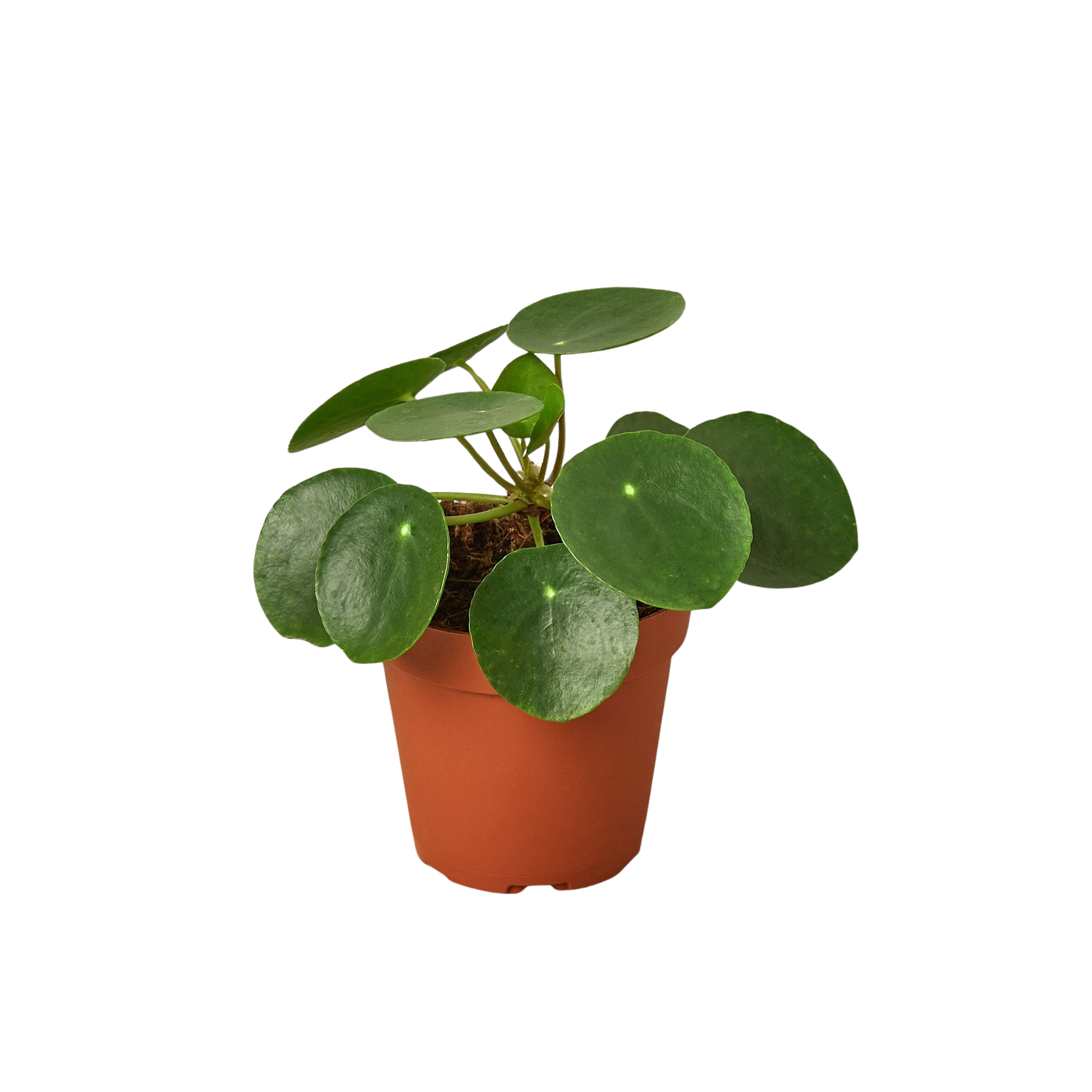 Pilea Peperomioides 'Chinese Money' potted plant