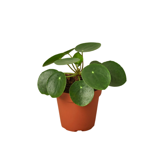 Pilea Peperomioides 'Chinese Money' potted plant