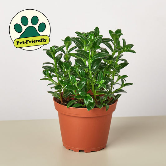 4" potted Nematanthus