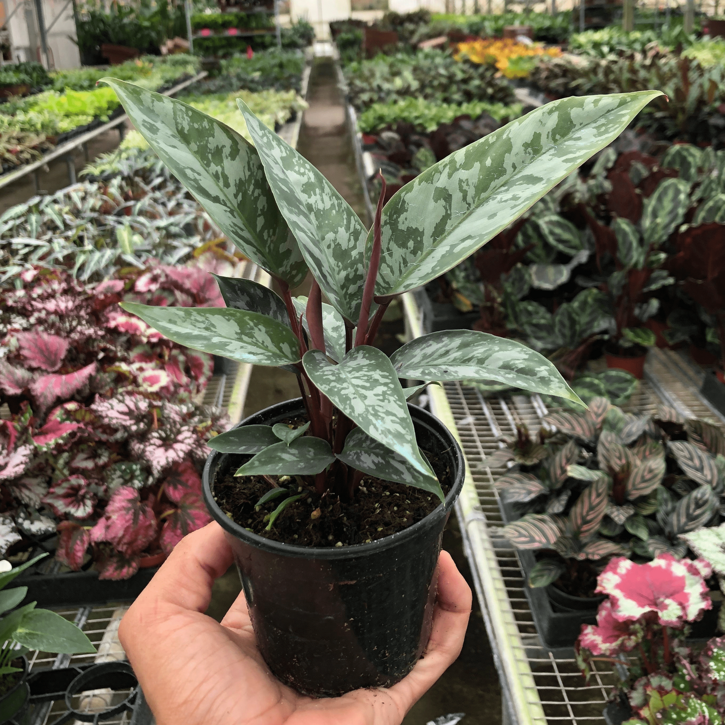 Apoballis 'Purple Sword' potted plant