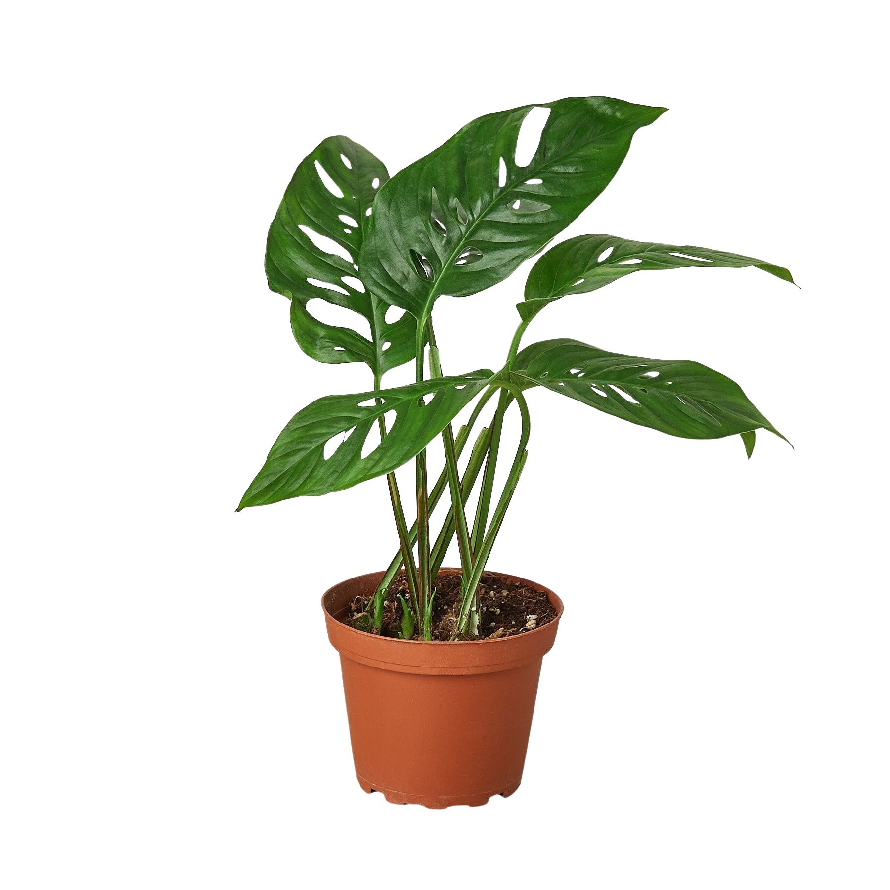 Monstera Adansonii 'Swiss Cheese' potted plant