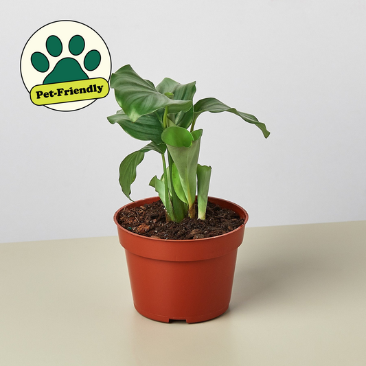 Calathea 'Orbifolia' - 4" Pot - House Plant Shop
