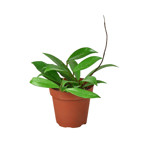 Hoya 'Publicalyx' potted plant