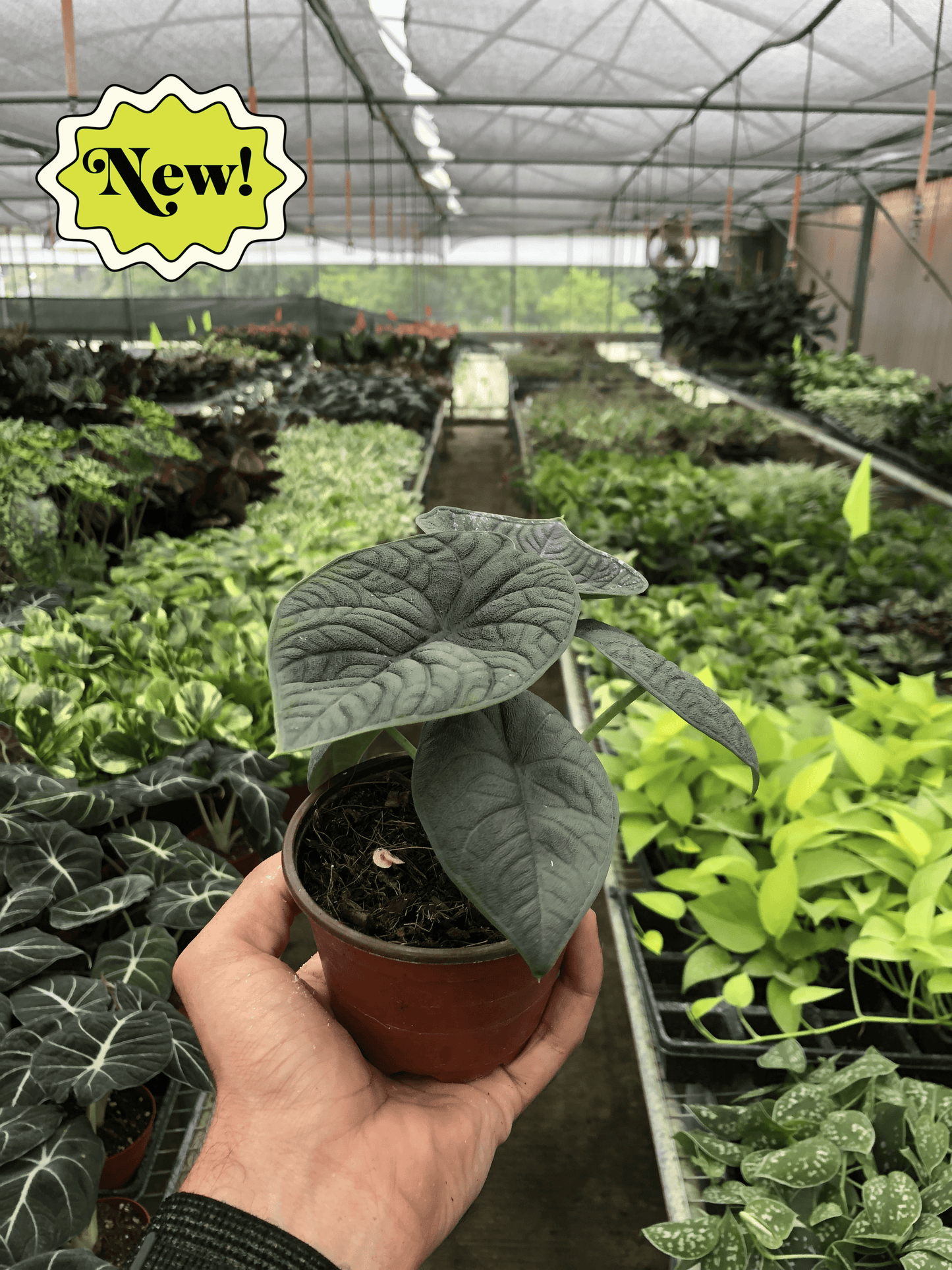 Alocasia 'Melo' potted plant