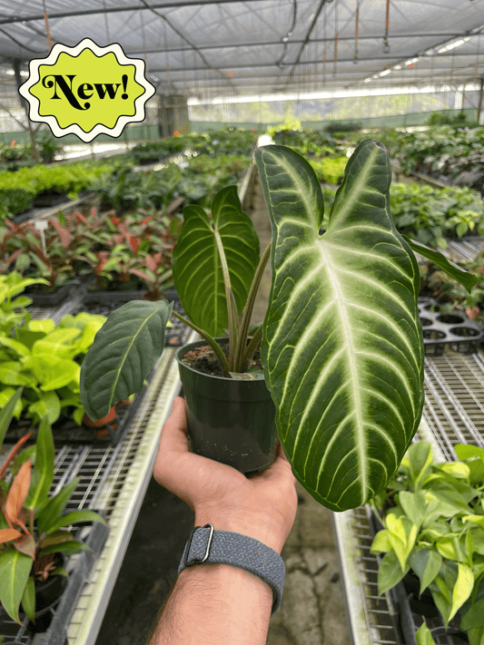 Xanthosoma 'Lendenii' potted plant