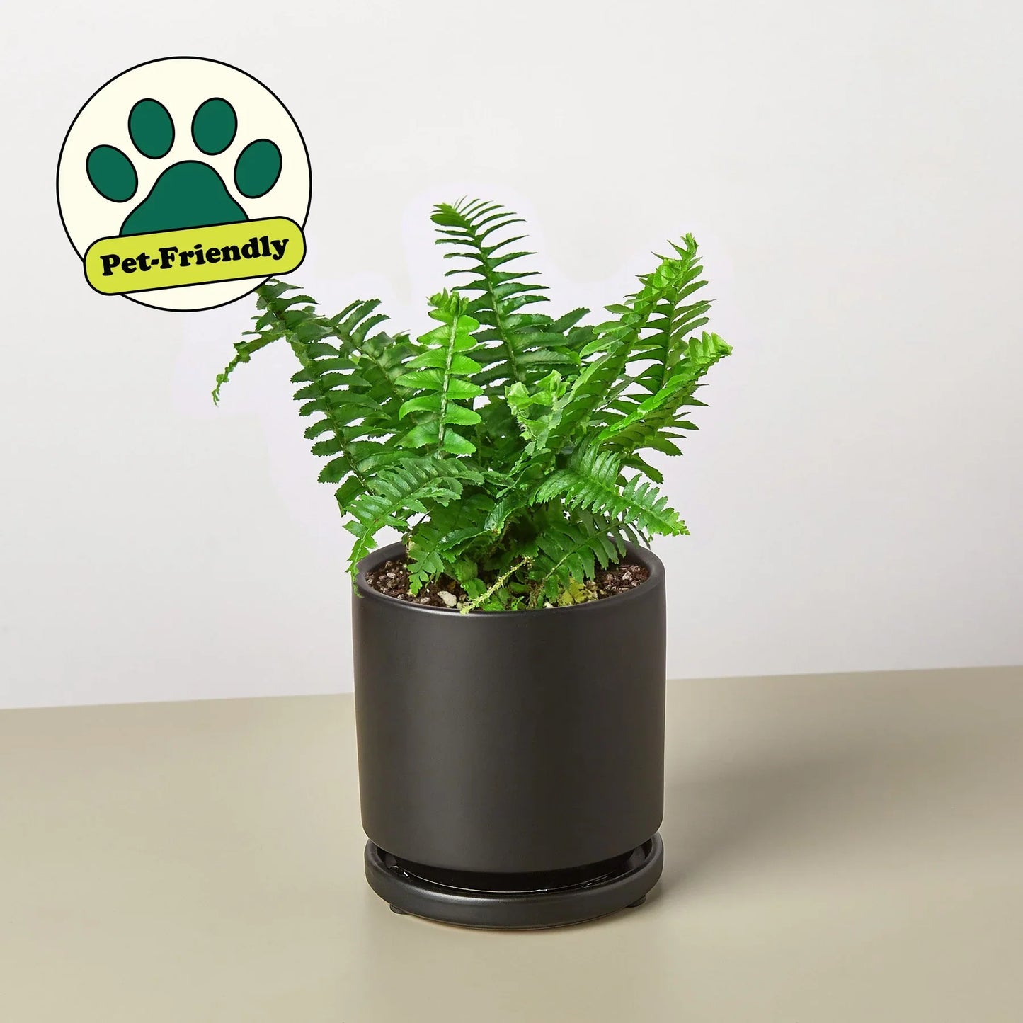 Jester's Crown Fern potted plant