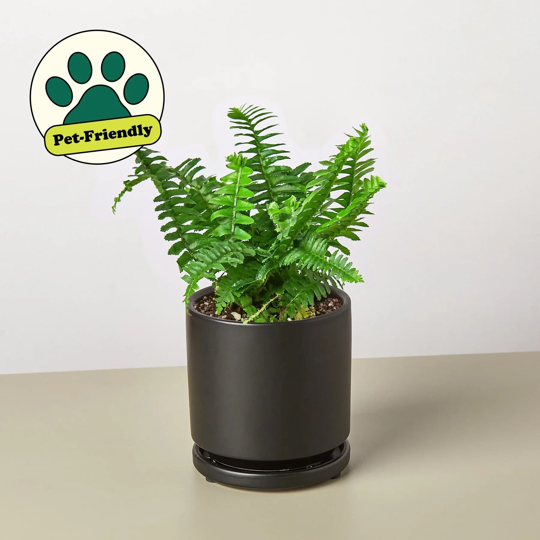 Jester's Crown Fern potted plant
