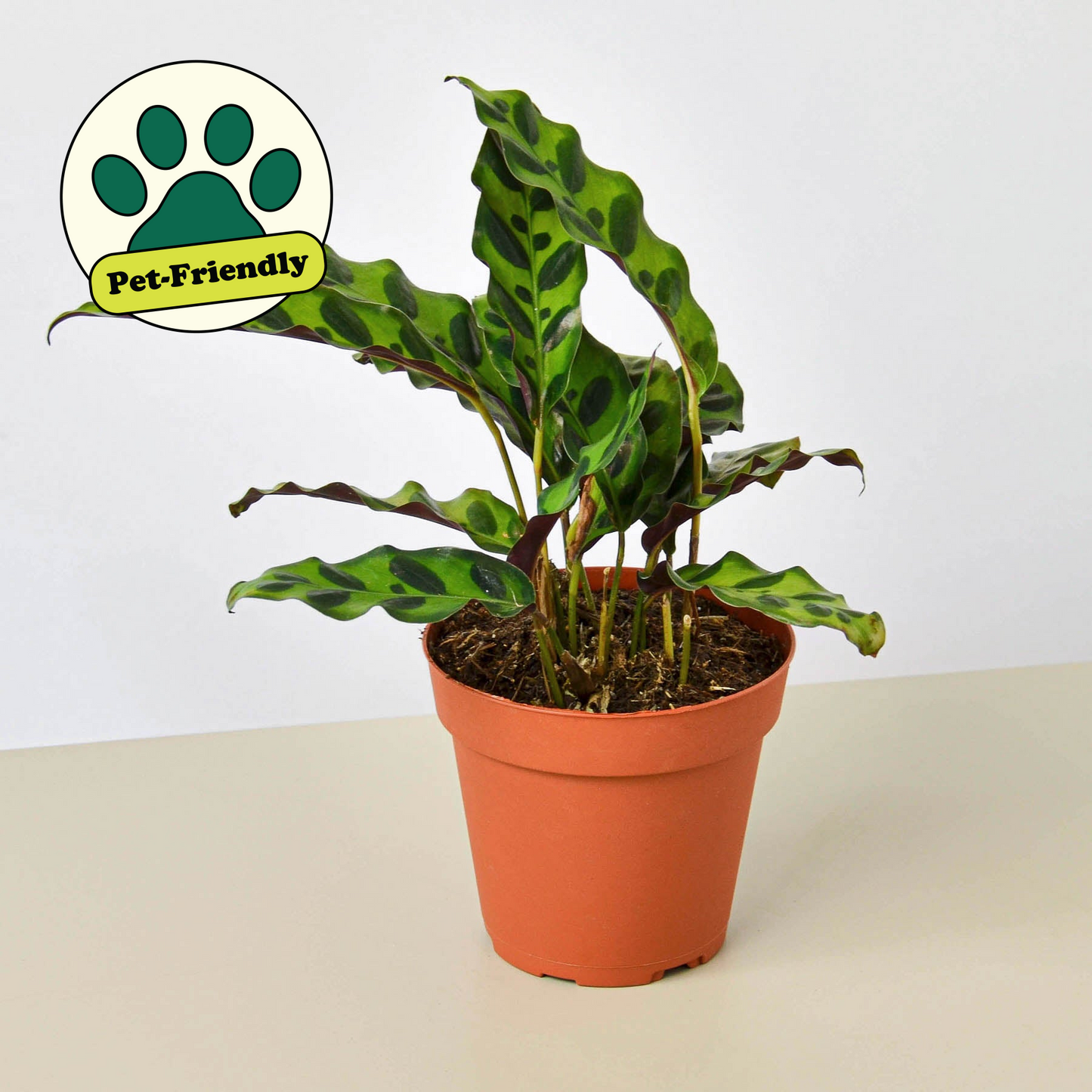 Calathea Lancifolia 'Rattlesnake' potted plant