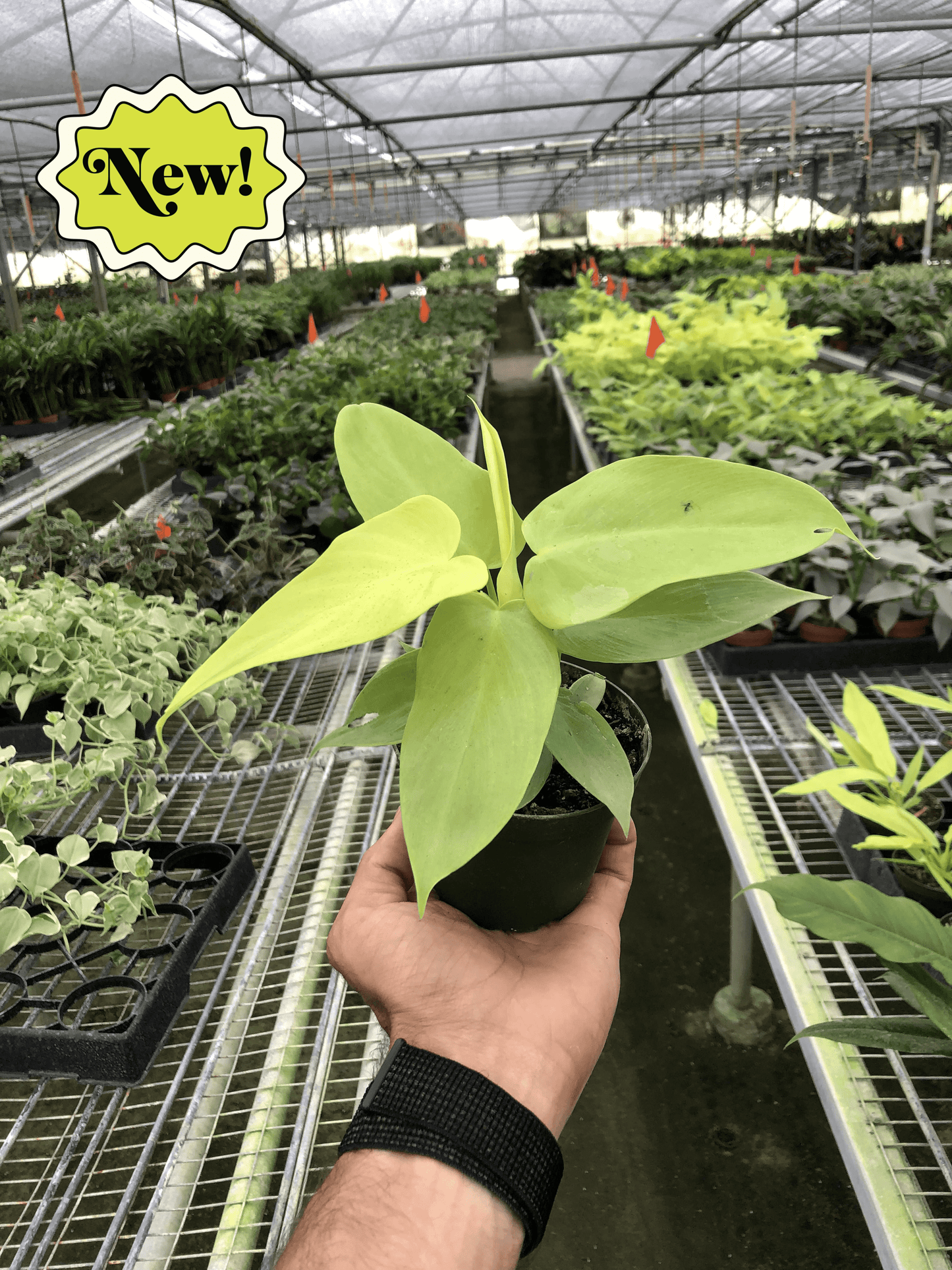 Philodendron 'Gold Violin' potted plant