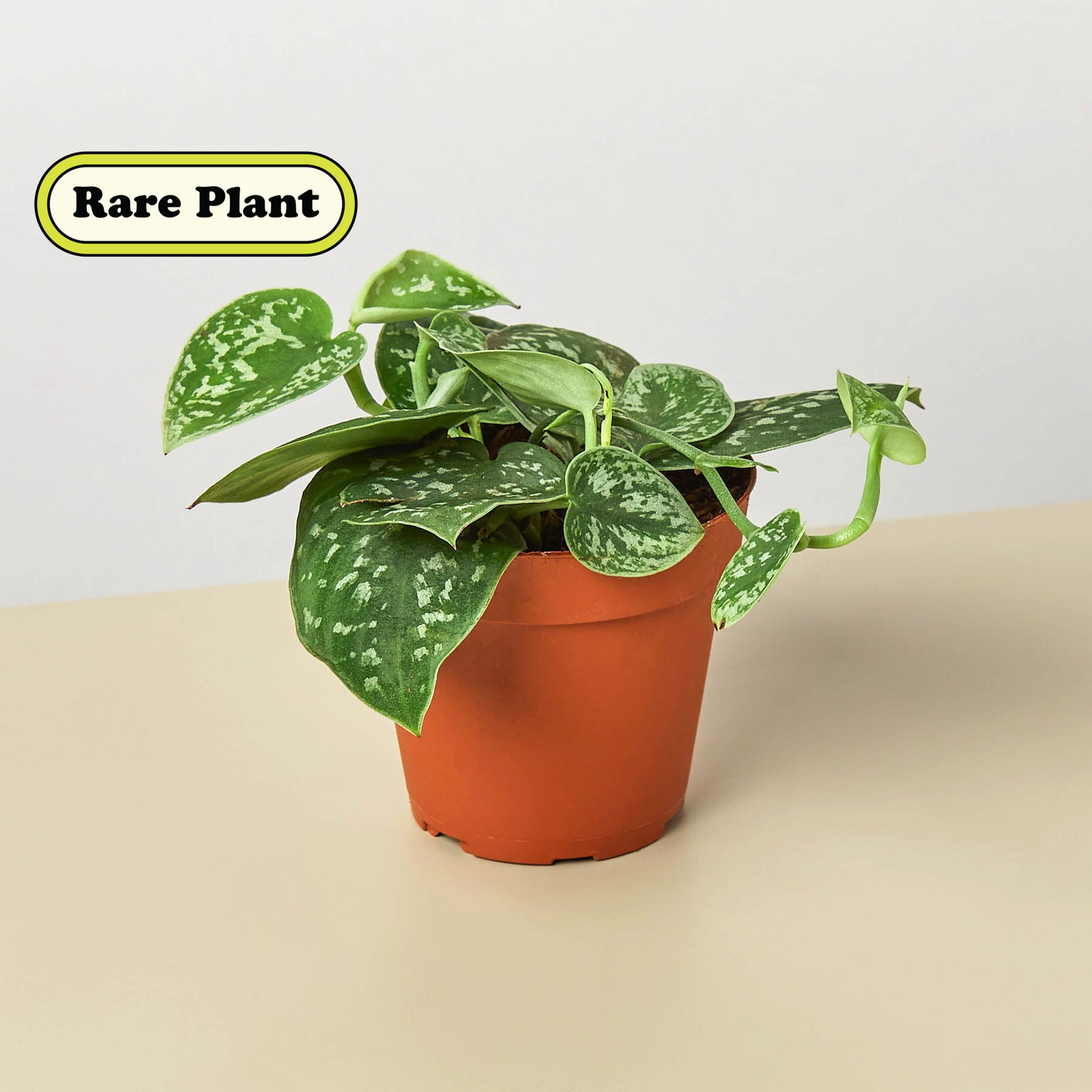 Pothos 'Satin' potted plant