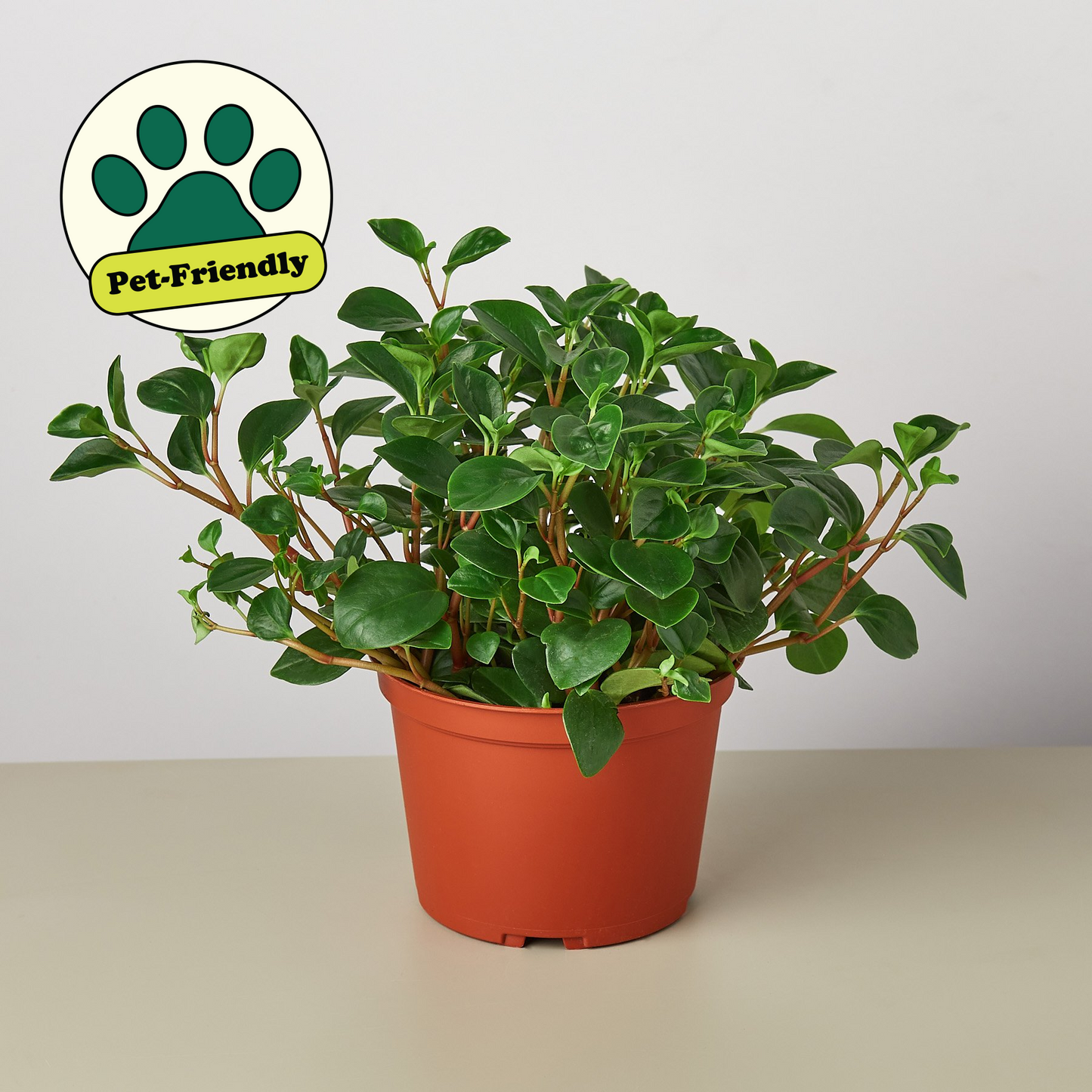 Peperomia 'Glabella' potted plant