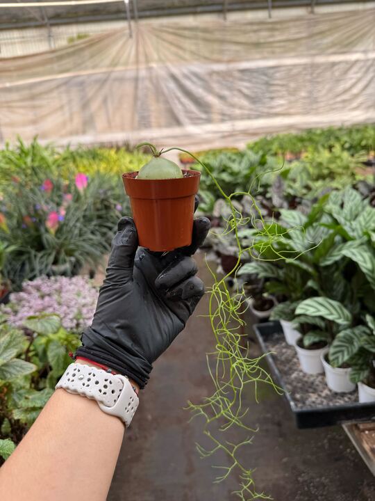 Climbing Onion potted plant