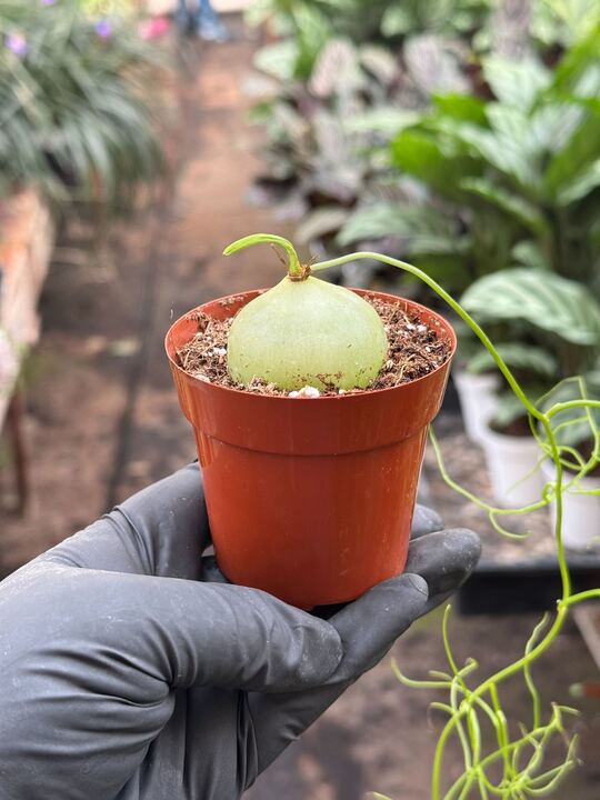 Climbing Onion potted plant