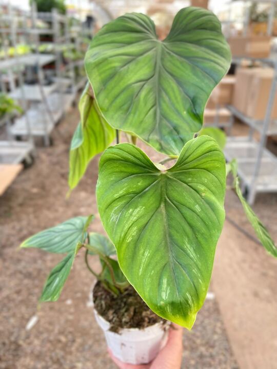 Philodendron PlowManii potted plant