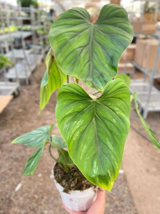 Philodendron PlowManii potted plant