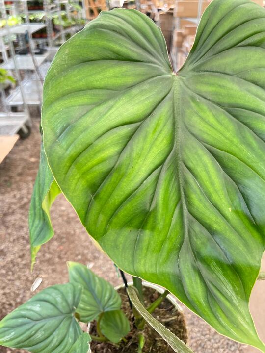 Philodendron PlowManii potted plant