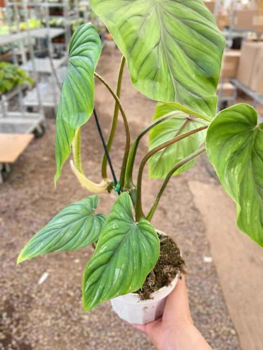 Philodendron PlowManii potted plant