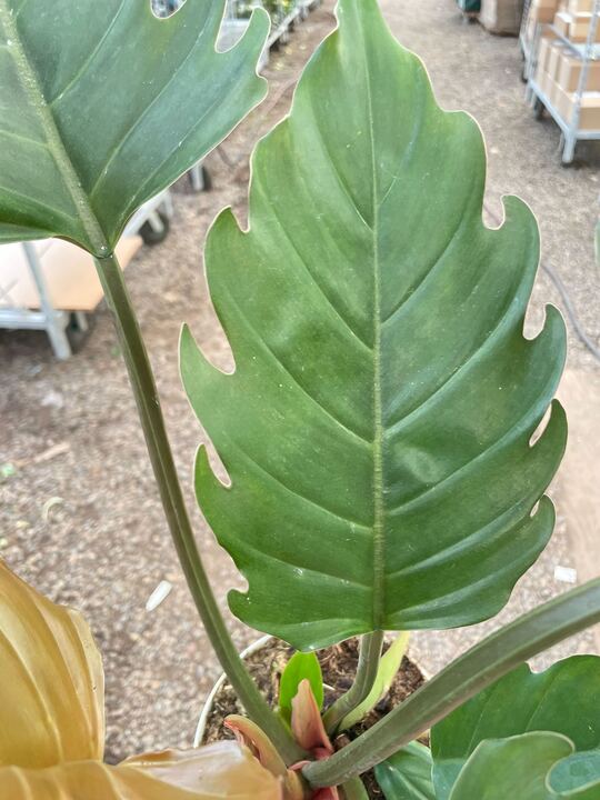 Philodendron Caramel Pluto potted plant