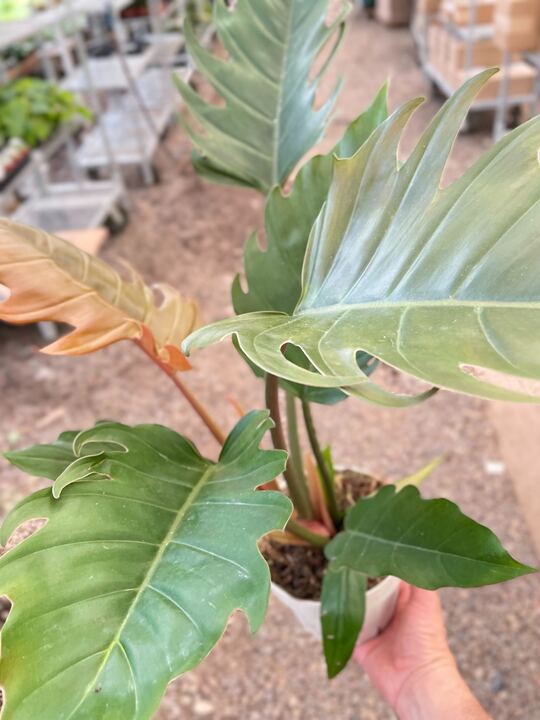 Philodendron Caramel Pluto potted plant