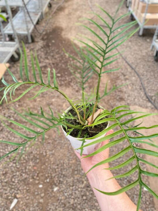 Philodendron 'Tortum' potted plant