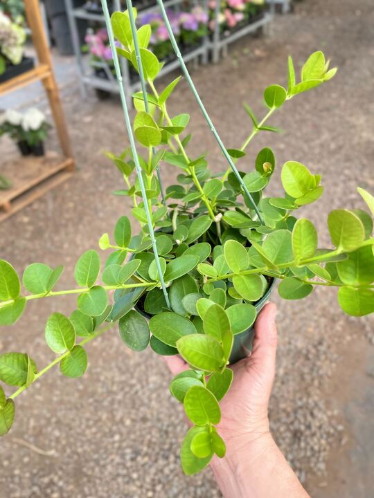 Hoya Cumingiana 4" potted plant