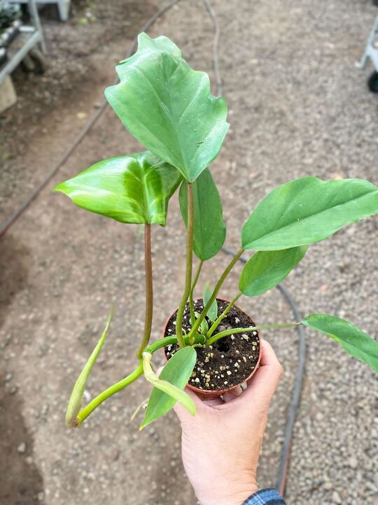 Philodendron Mayoi potted plant