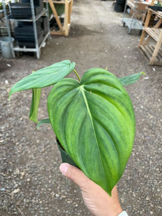 Philodendron 'Mcdowell' potted plant