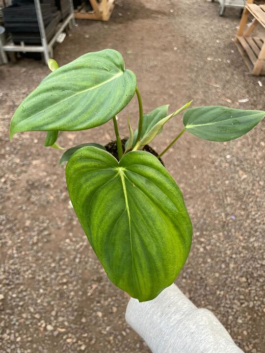 Philodendron 'Mcdowell' potted plant