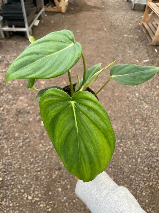 Philodendron 'Mcdowell' potted plant