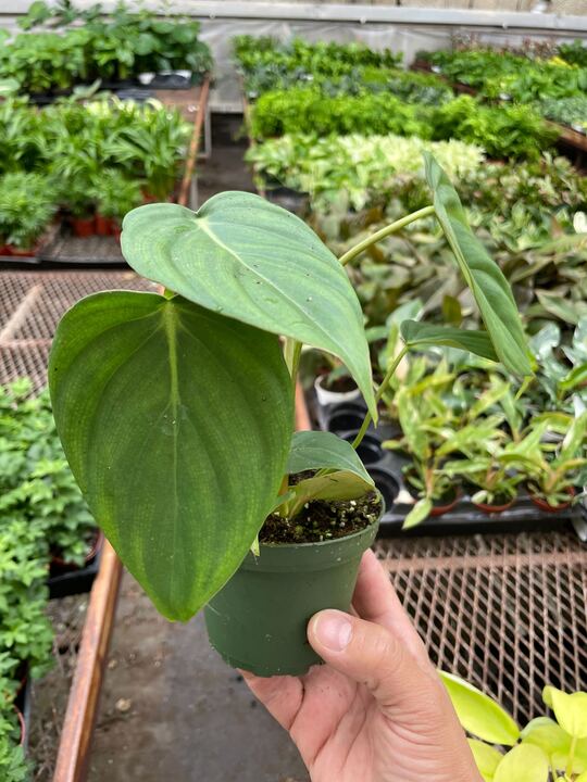 Philodendron 'Mcdowell' potted plant
