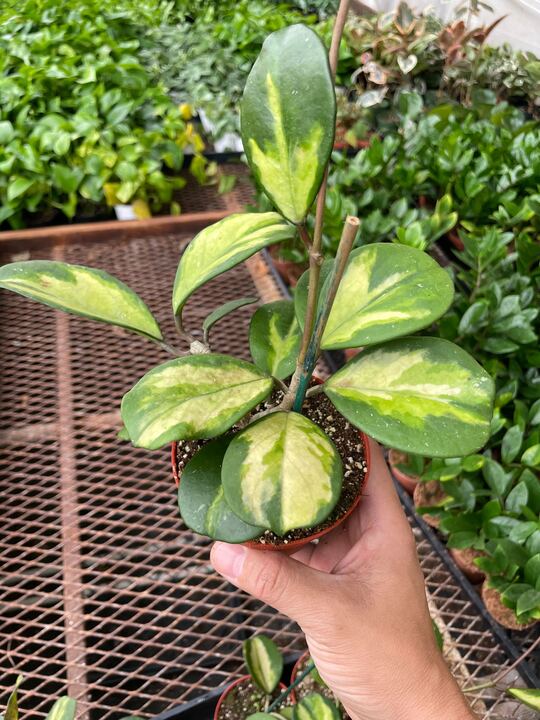 Hoya Obovata Reverse 4" potted plant