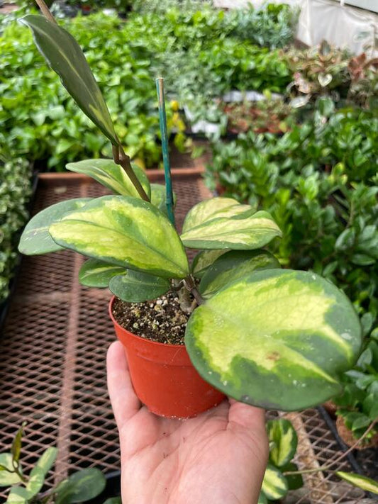 Hoya Obovata Reverse 4" potted plant