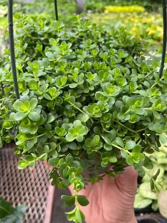 Peperomia Deppeana potted plant