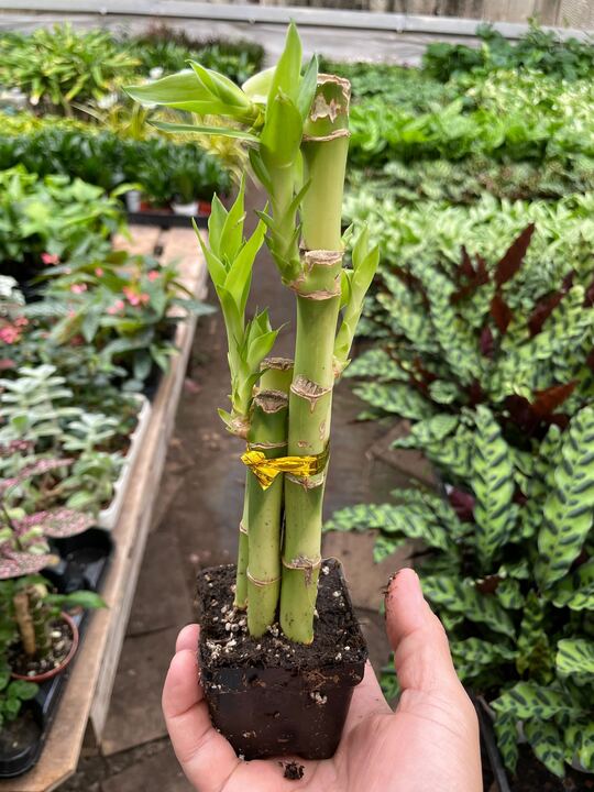 Dracaena 'Lucky Bamboo' 4" potted plant