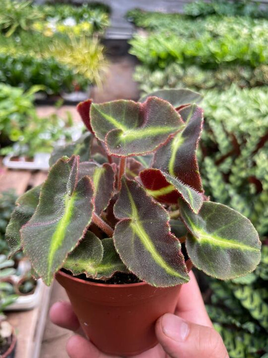 Begonia 'Striped' potted plant