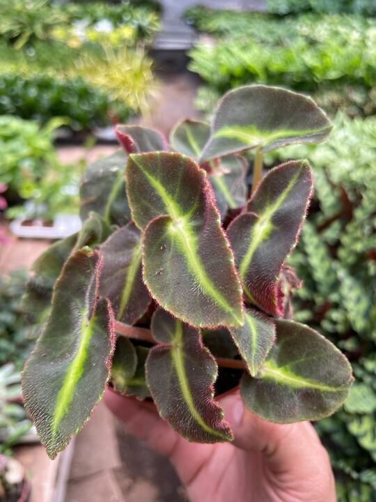 Begonia 'Striped' potted plant