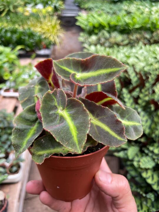 Begonia 'Striped' potted plant