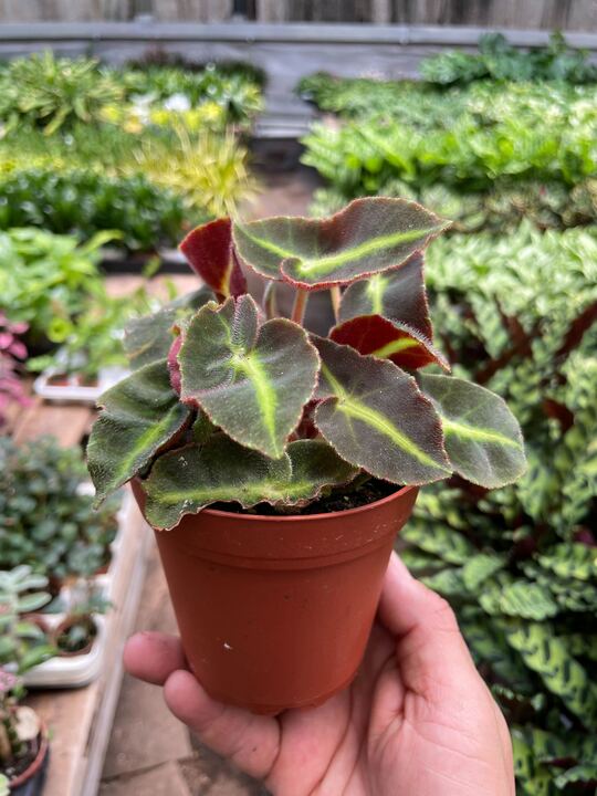 Begonia 'Striped' potted plant
