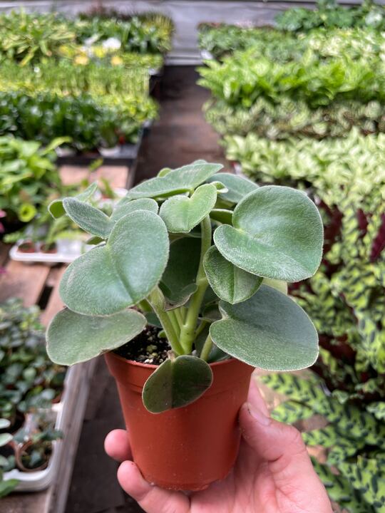 Peperomia 'Felted' potted plant